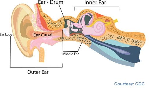 ear anatomy by CDC