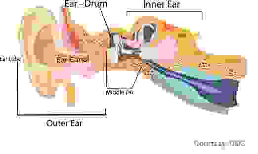 ear anatomy by CDC